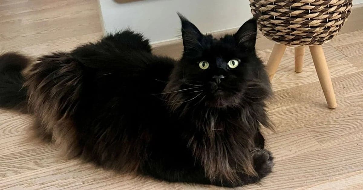 Faire garder son chat pendant les vacances sur la Presqu'île de Guérande