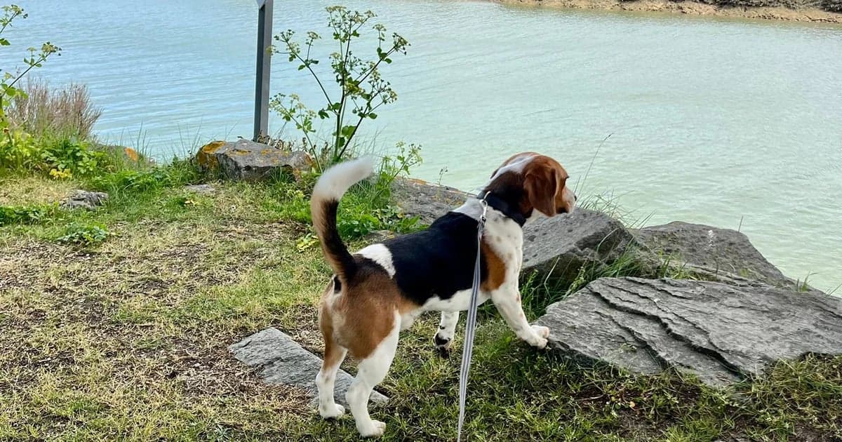 Où promener son chien à Pornichet, La Baule et Saint-Nazaire ?