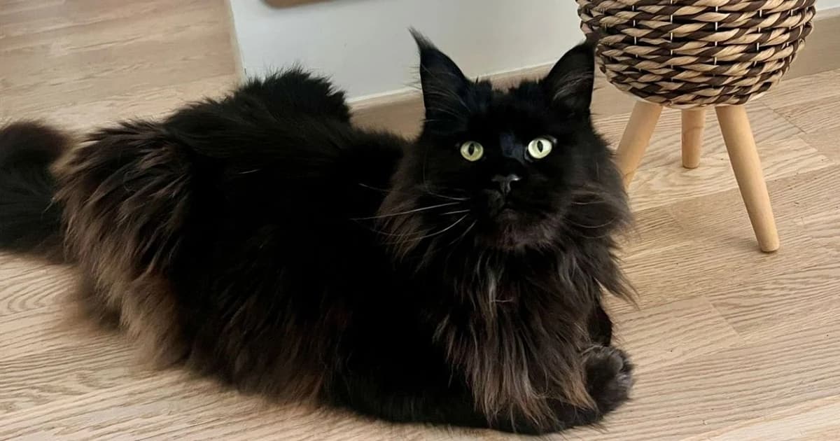 Faire garder son chat pendant les vacances sur la Presqu'île de Guérande
