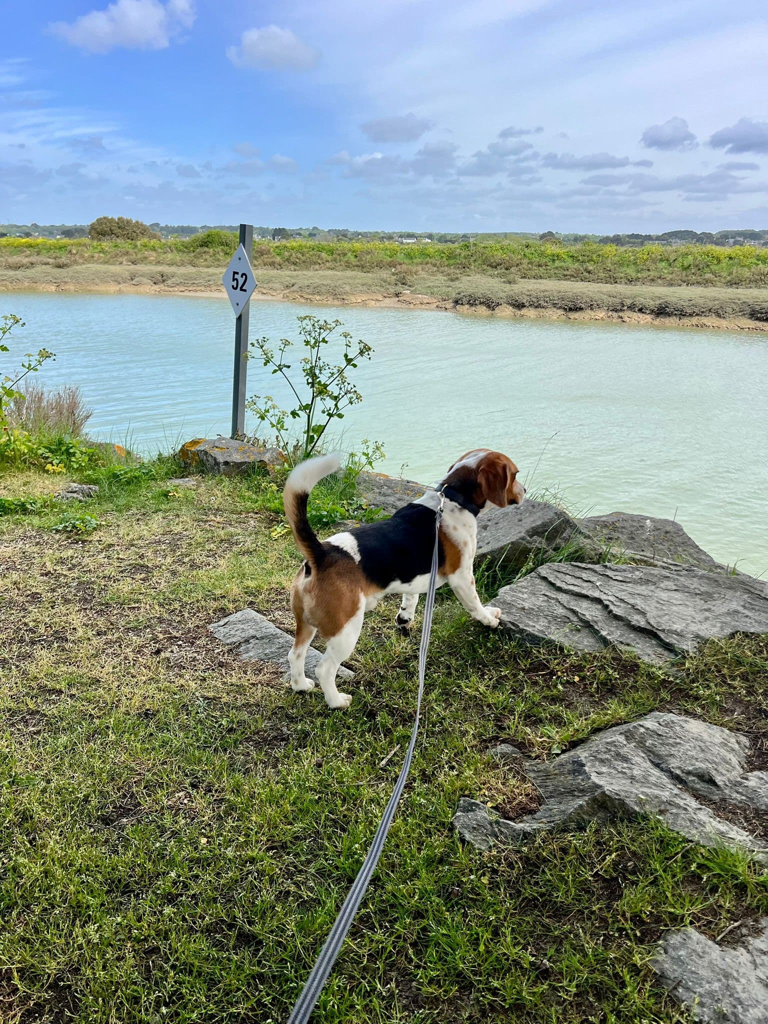 Promenades Canines